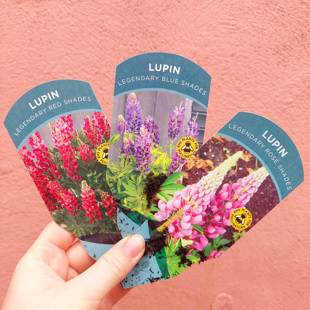 Lupinus lucky dip– Lupin (UK Grown)