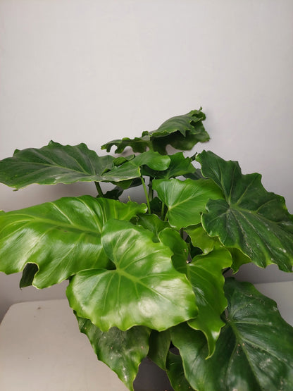Philodendron ‘Shangri-La’