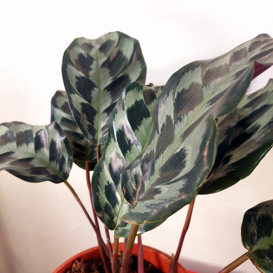 Calathea dressleri ‘Helen Kennedy’