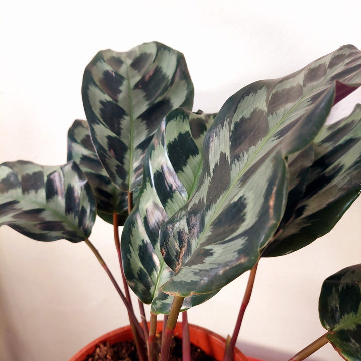 Calathea dressleri ‘Helen Kennedy’