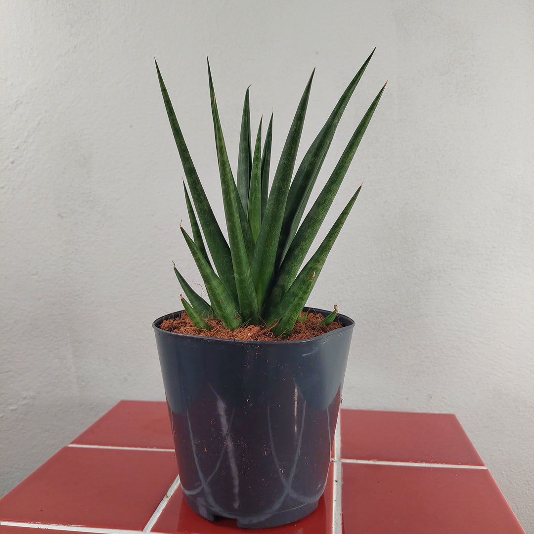 Sansevieria Luxury Mix Lucky Dip