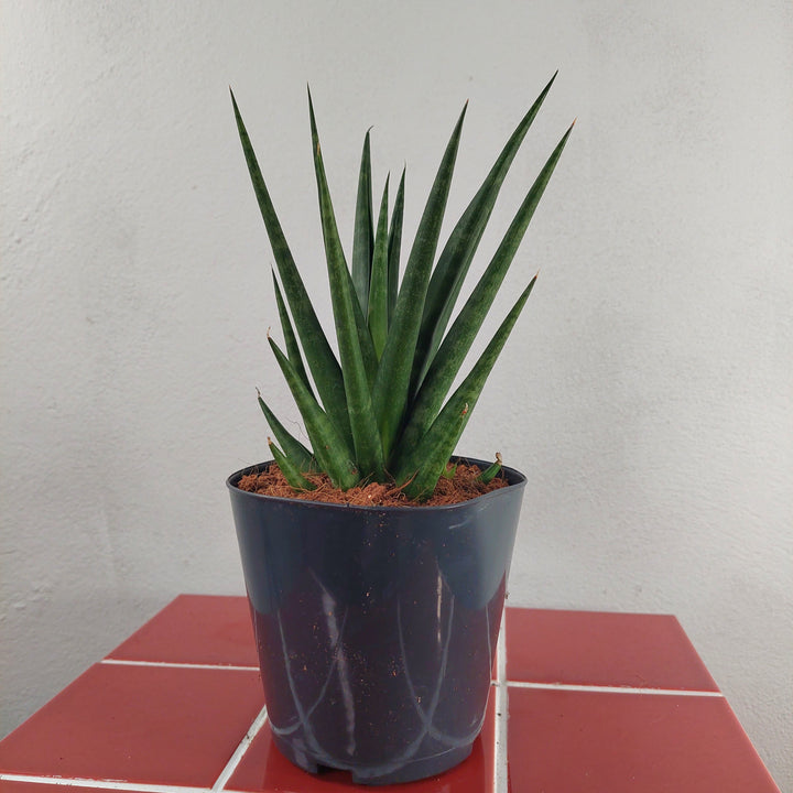 Sansevieria Luxury Mix Lucky Dip