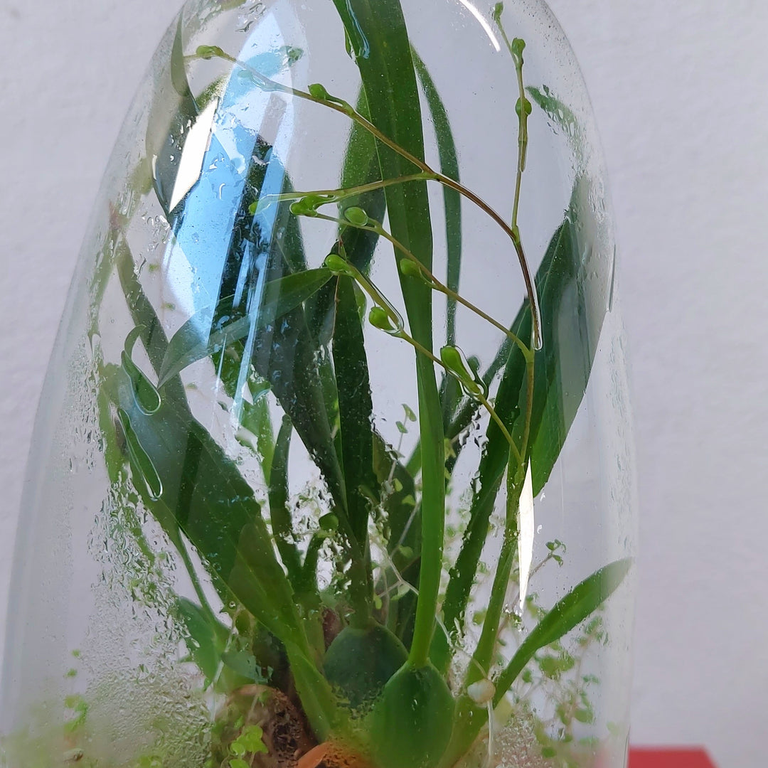 Plant.Studio  'Phil' Terrarium