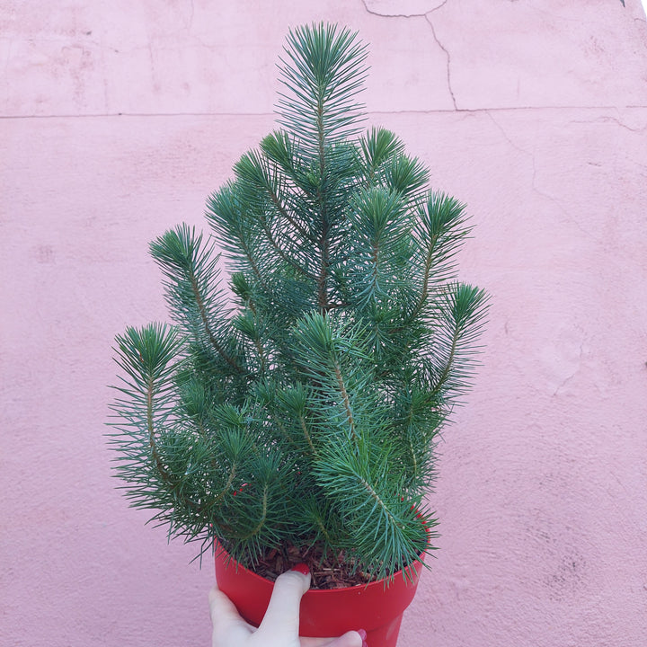 Pinus Silver Crest