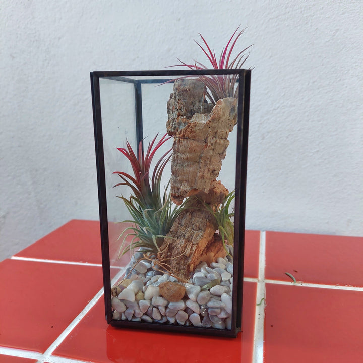 Plant.Studio Open-Air Plant Terrarium Lucky Dip – Mini Indoor Garden