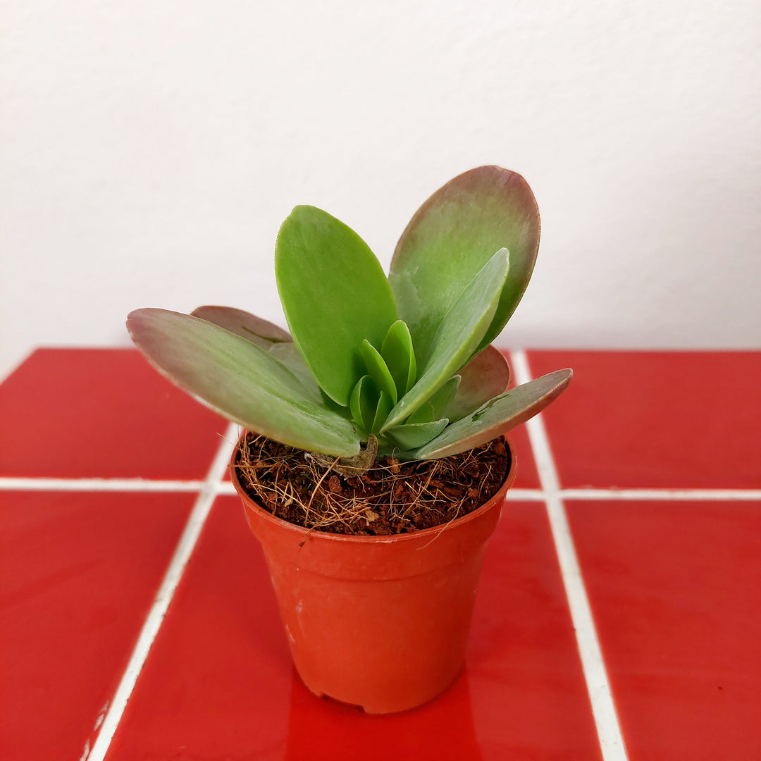 paddle succulent plant Kalanchoe thyrsiflora – Paddle Plant Succulent – Plant Studio
