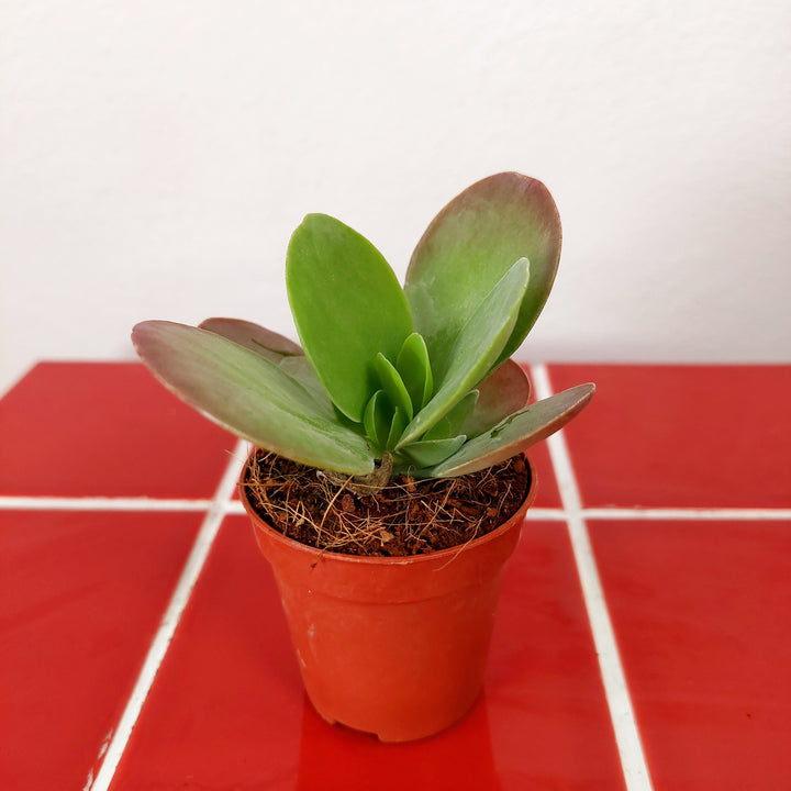 Kalanchoe Tyrsiflora - Paddle Plant