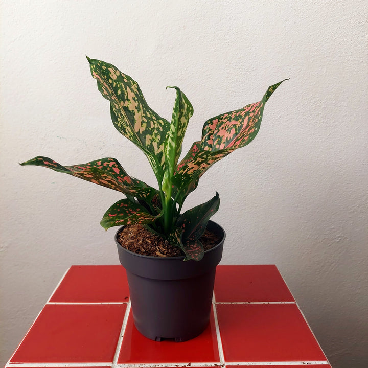 Aglaonema 'Pink Leopard' – Chinese Evergreen