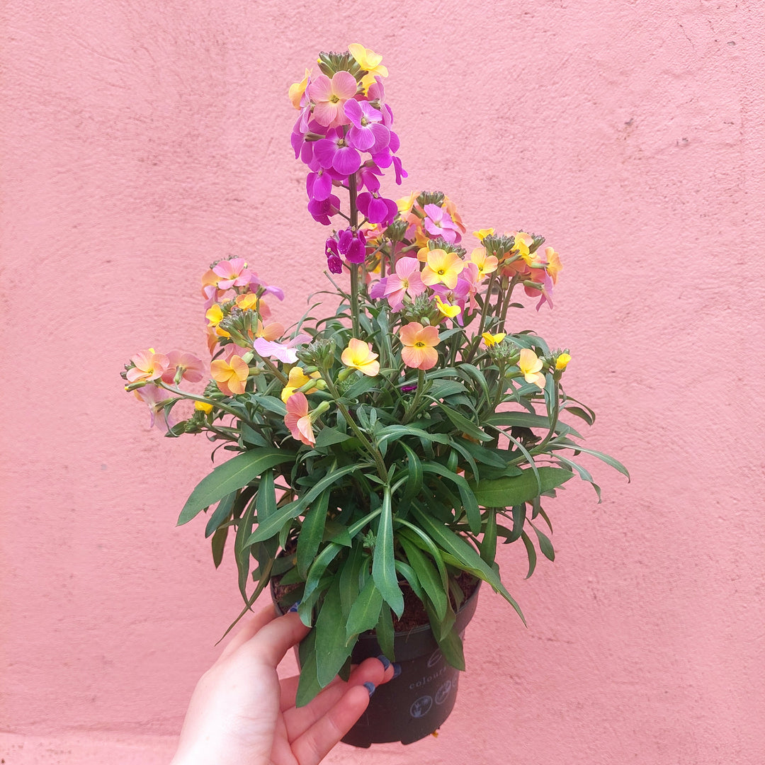 Erysimum Leya Orange Glow - Wallflower