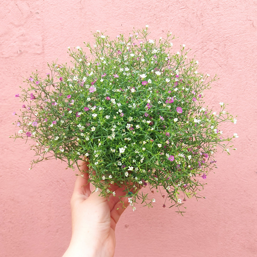 Gypsophila muralis Duo - Baby's Breath