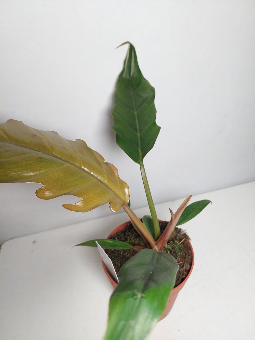 Philodendron ‘Chocolate Empress’