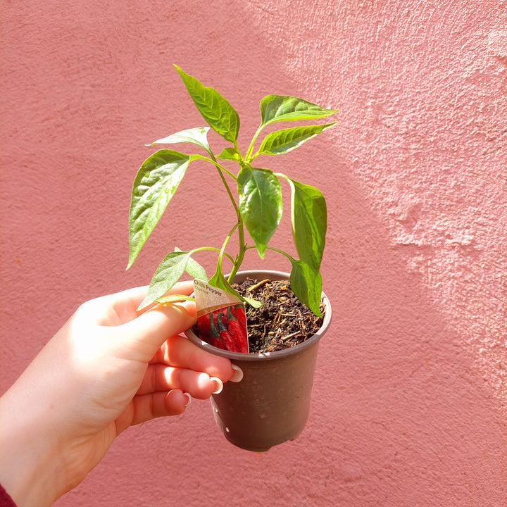Cayenne Chilli Pepper (Capsicum annuum ‘Cayenne’) – Outdoor Edible Plant