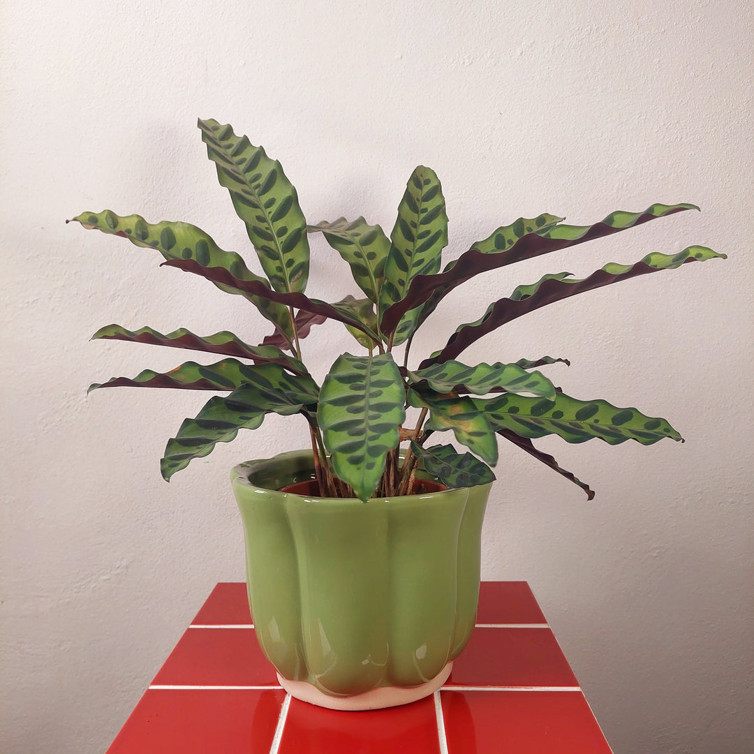 Scalloped Ceramic Plant Pot (Green or Burgundy)