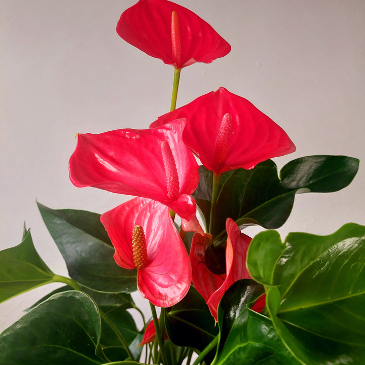 Anthurium 'Melito' – Pink Flamingo Flower