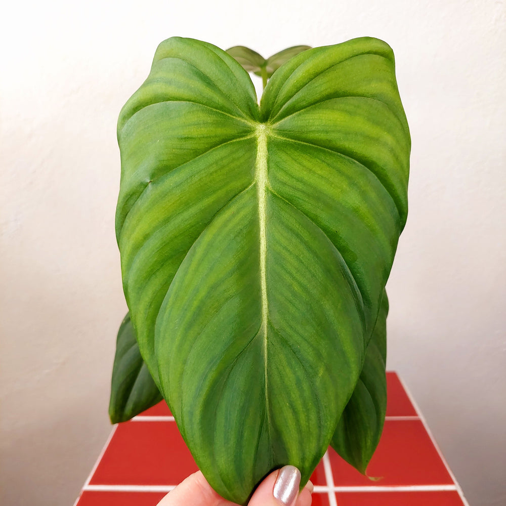 philodendron pastazanum silver Philodendron Pastazanum – Plant Studio