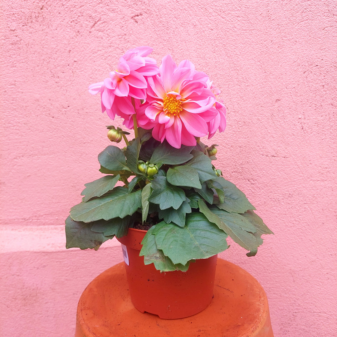 Dahlia Lucky Dip
