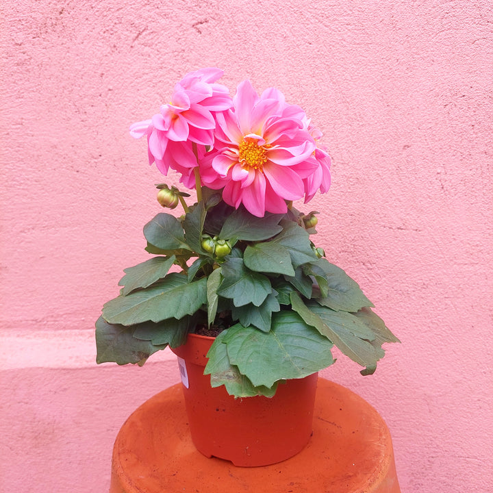 Dahlia Lucky Dip