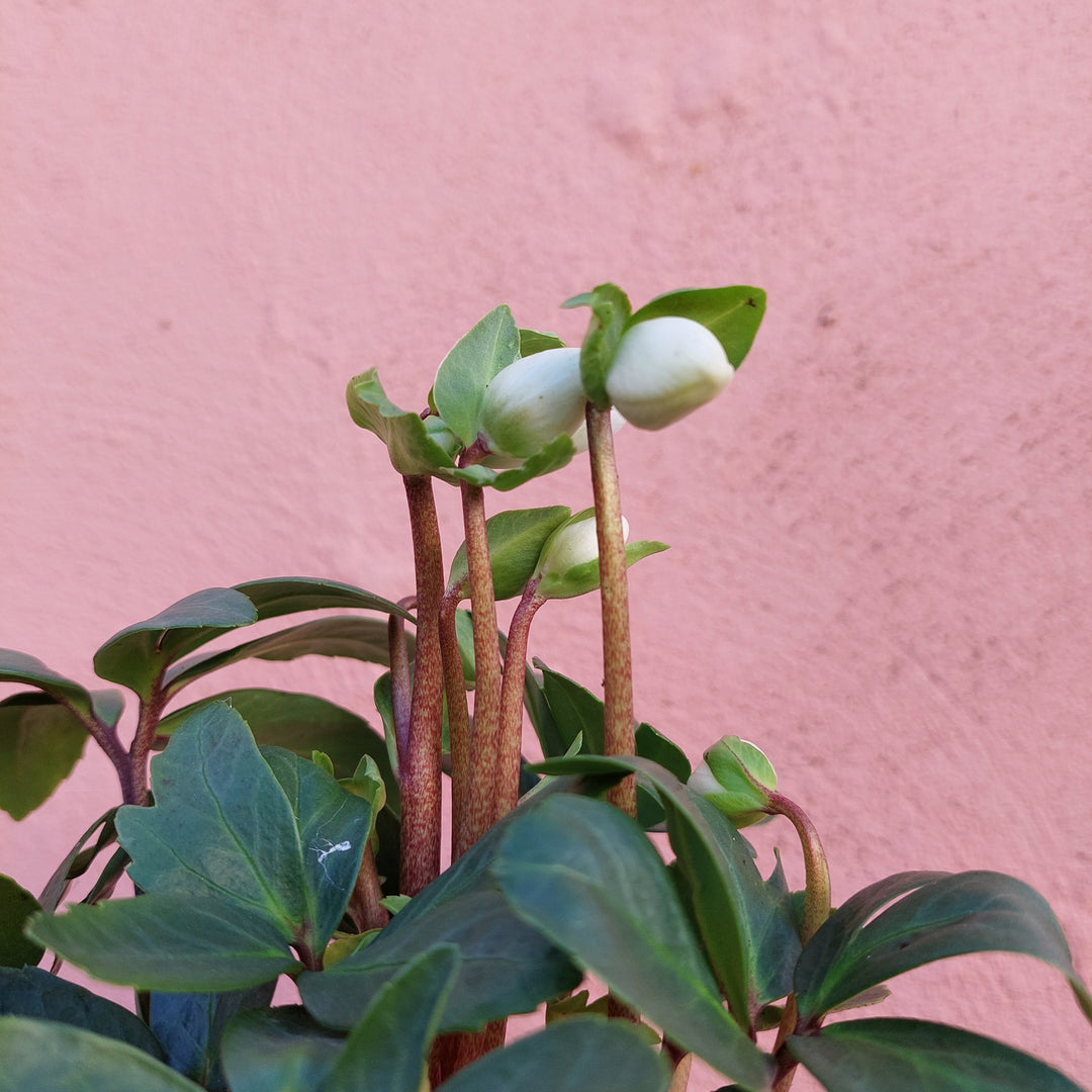 Helleborus ‘Mount Blanc’ – Winter Rose