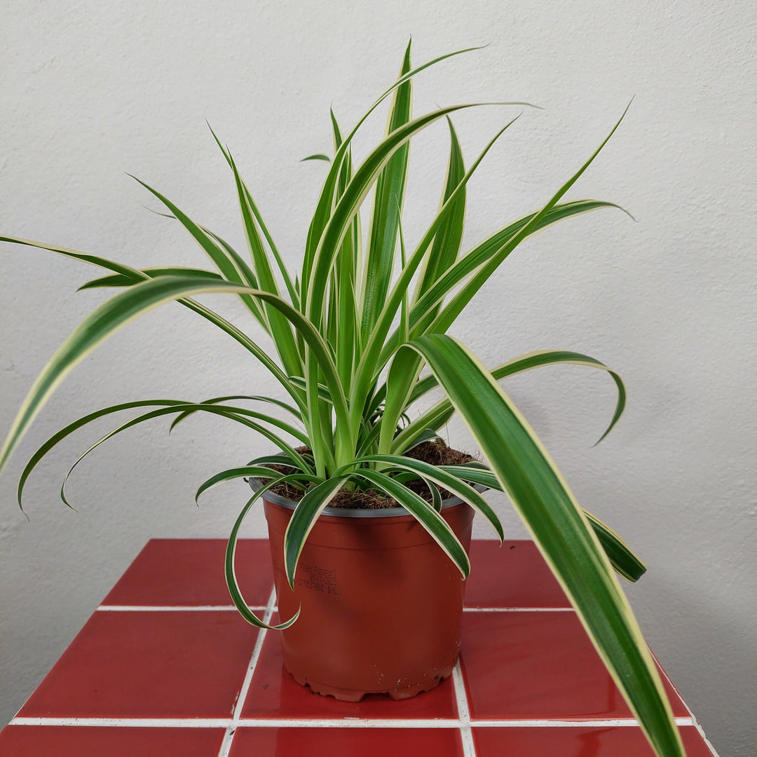 Chlorophytum Comosum 'variegatum' - Spider plant