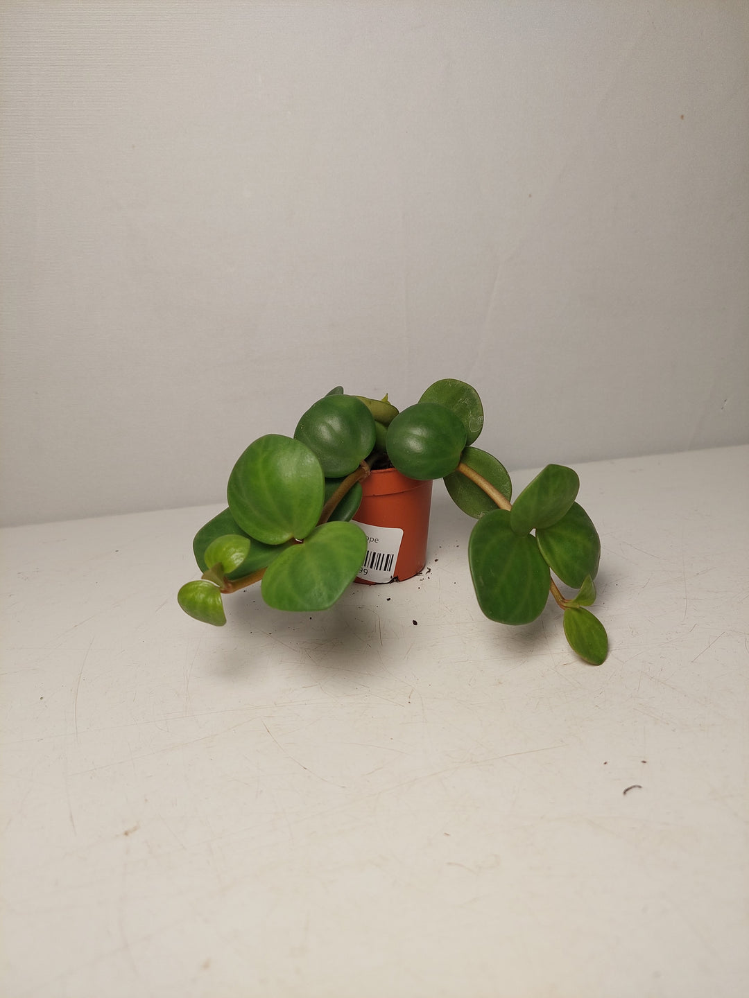 Peperomia Hope