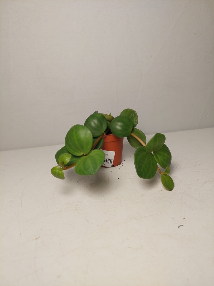 Peperomia Hope