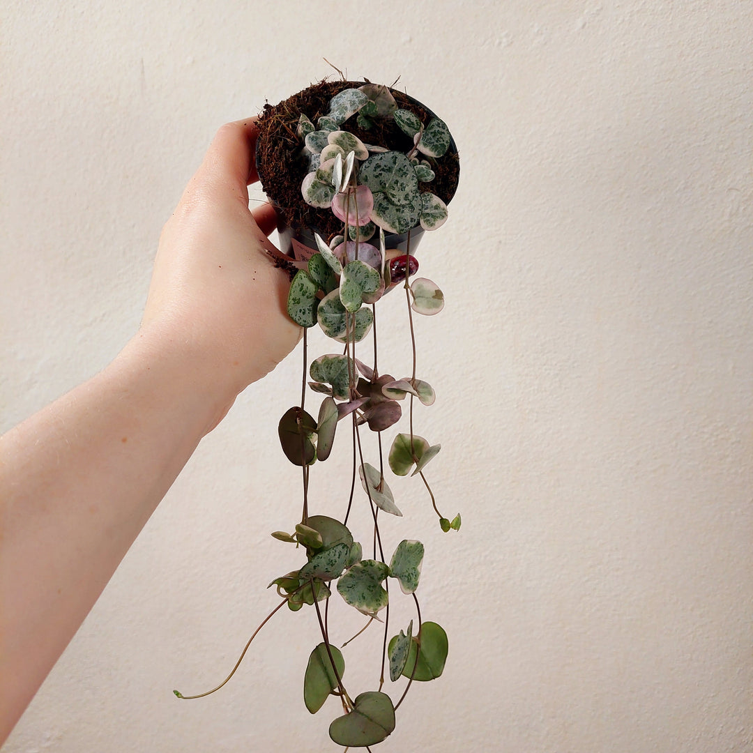 Varigated Ceropegia woodii - String of Hearts