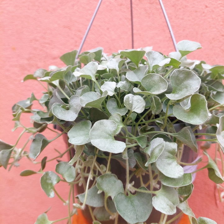 Dichondra argentea 'Silver Falls' - silver nickel vine