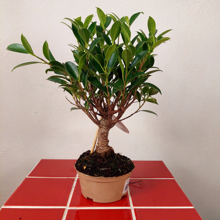 Indoor Bonsai Mix Ø11cm – Nursery Pot