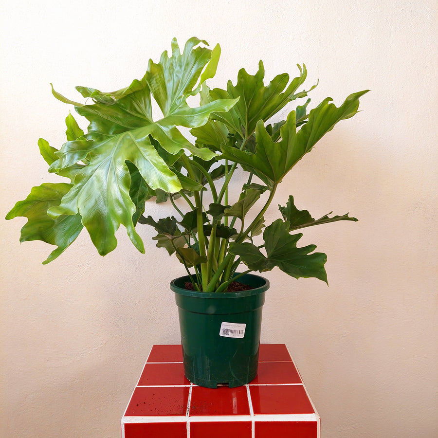 philodendron hope houseplant care Philodendron 'Little Hope' – Compact Tree Philodendron Houseplant – Plant Studio