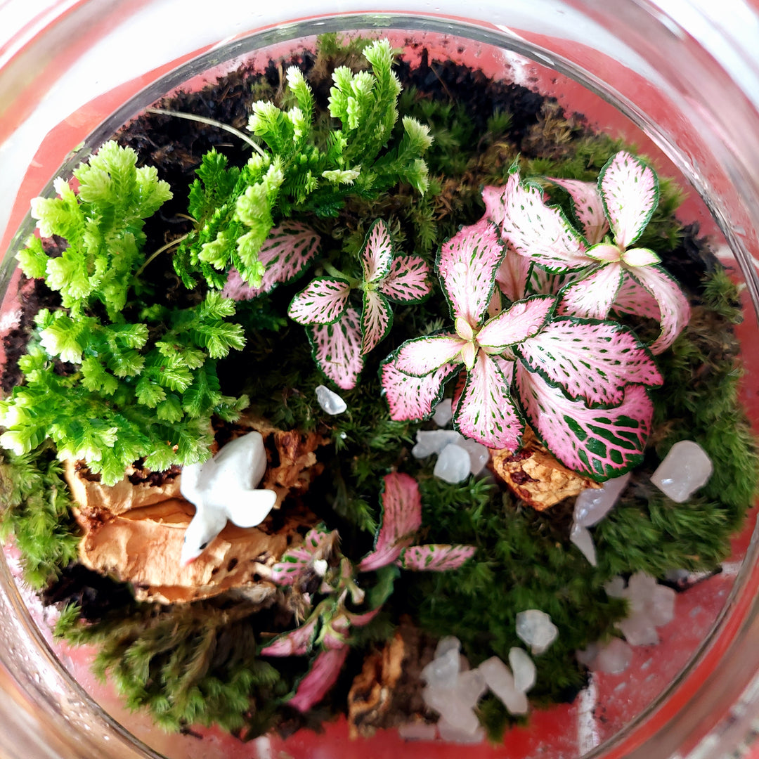 Plant.Studio 'Barbie Swan Princess' Terrarium