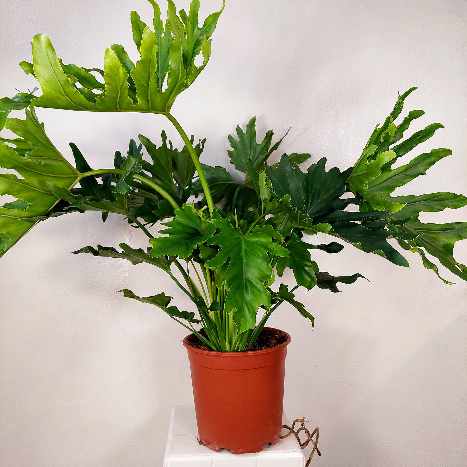 philodendron hope selloum stem Philodendron Selloum 'hope' -Philodendron bipinnatifidum