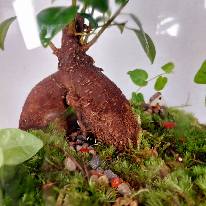 Plant.Studio 'Borrowers' Terrarium