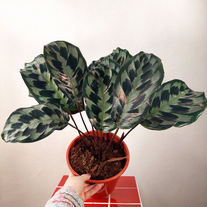 Calathea dressleri ‘Helen Kennedy’