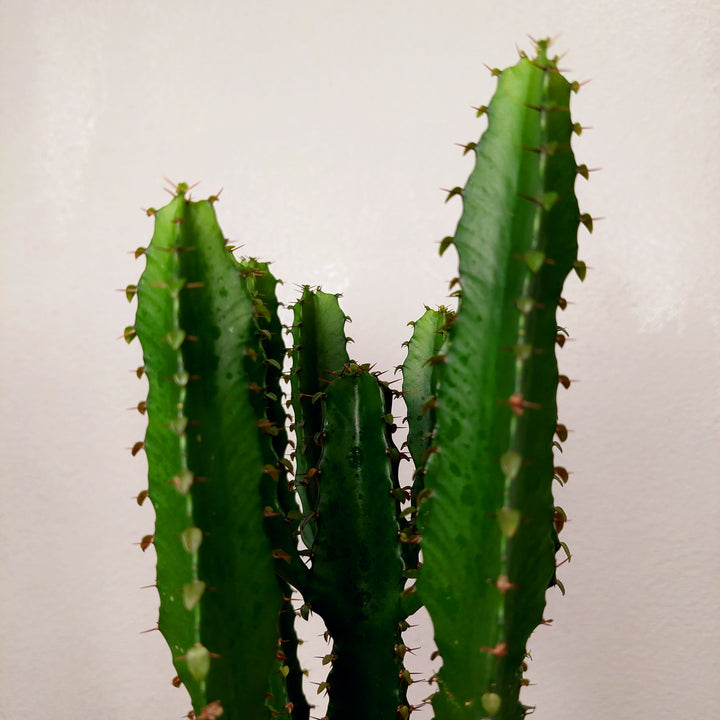 Euphorbia ingens (Candelabra Tree)