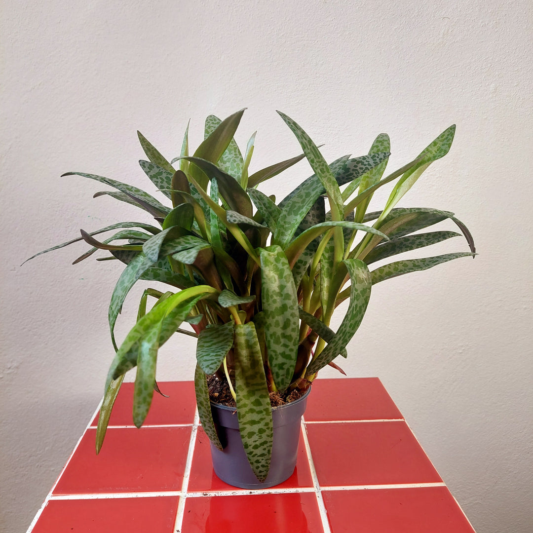 Ledebouria socialis - Silver Squill