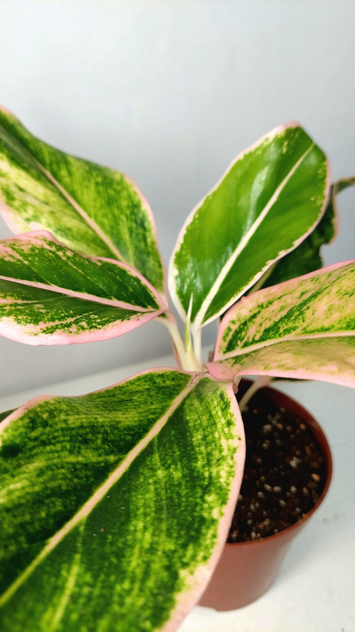 Aglaonema Specail