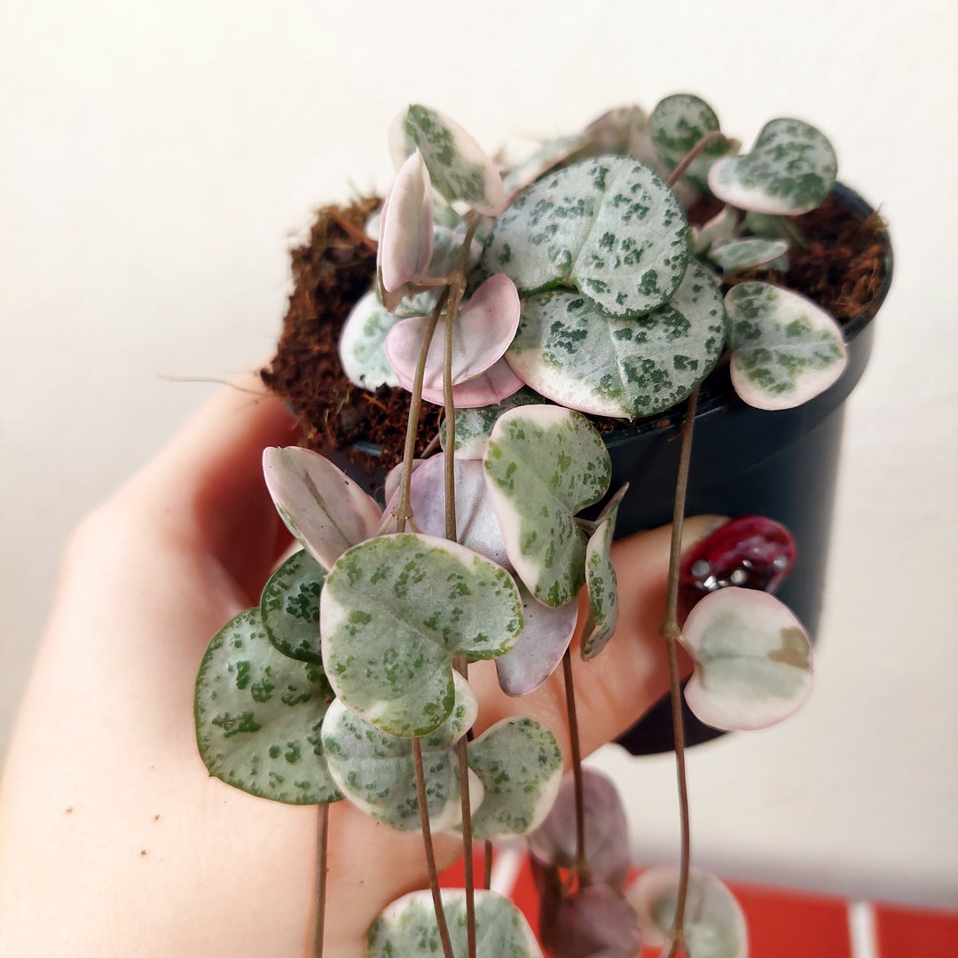 Varigated Ceropegia woodii - String of Hearts