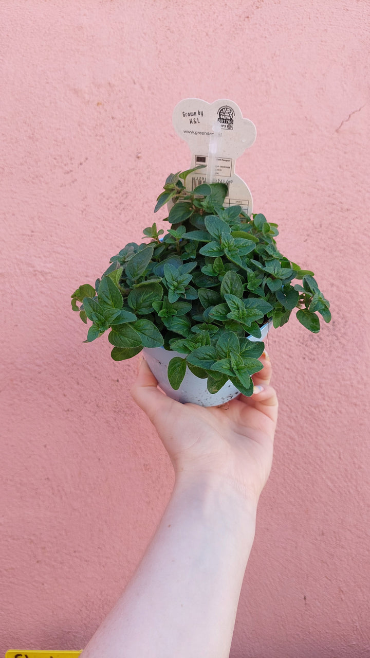 Origanum vulgare 'Compactum' - compact oregano