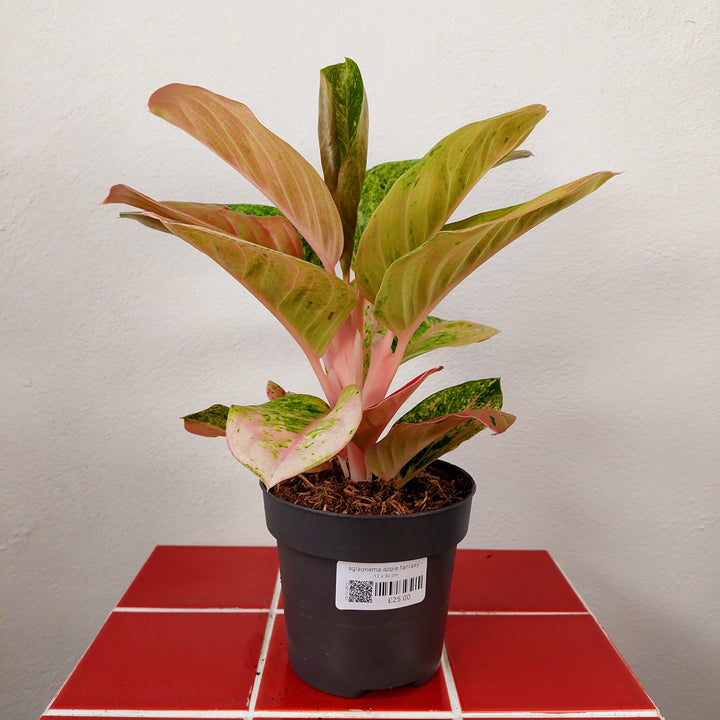 Aglaonema Apple Fantasy – Chinese Evergreen