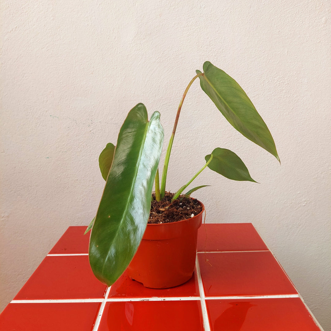 Philodendron spiritus-sancti