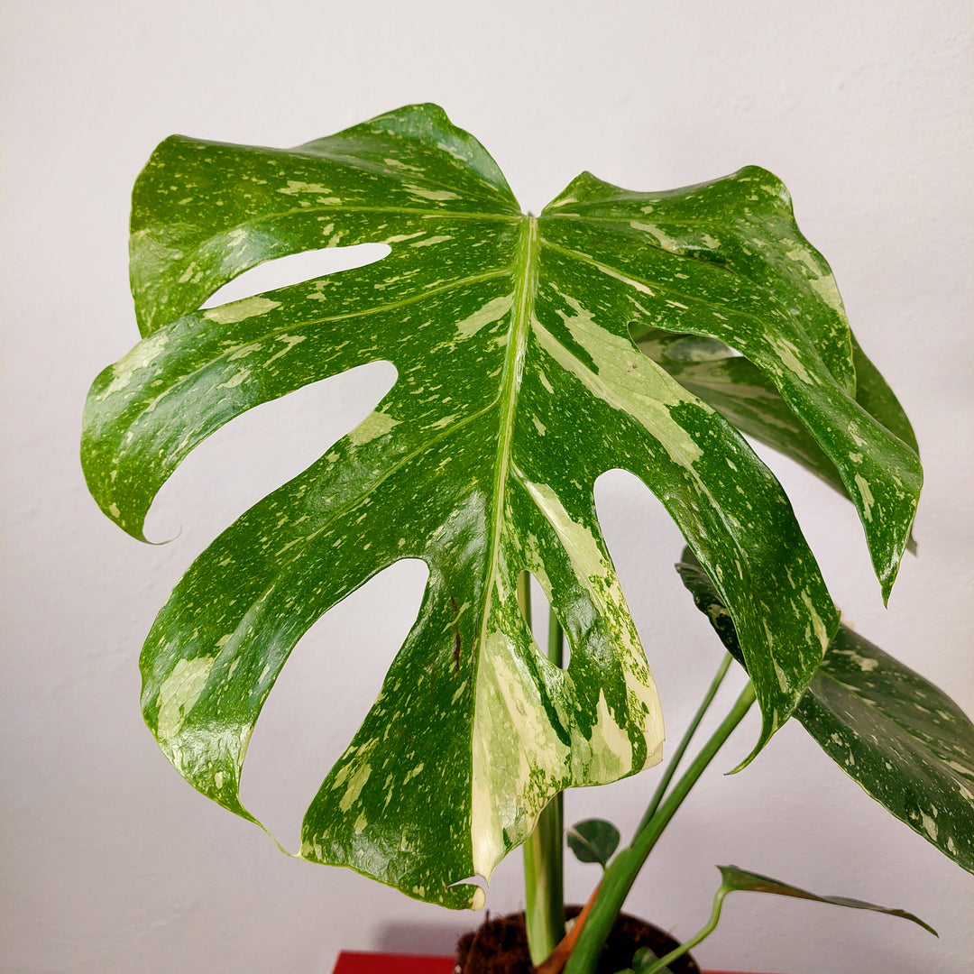 Monstera deliciosa ‘Thai Constellation’