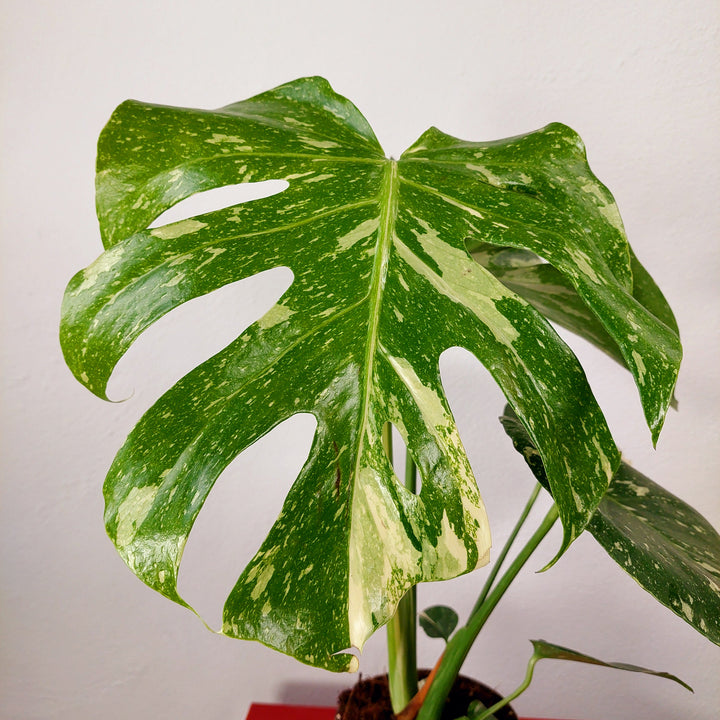 Monstera deliciosa ‘Thai Constellation’