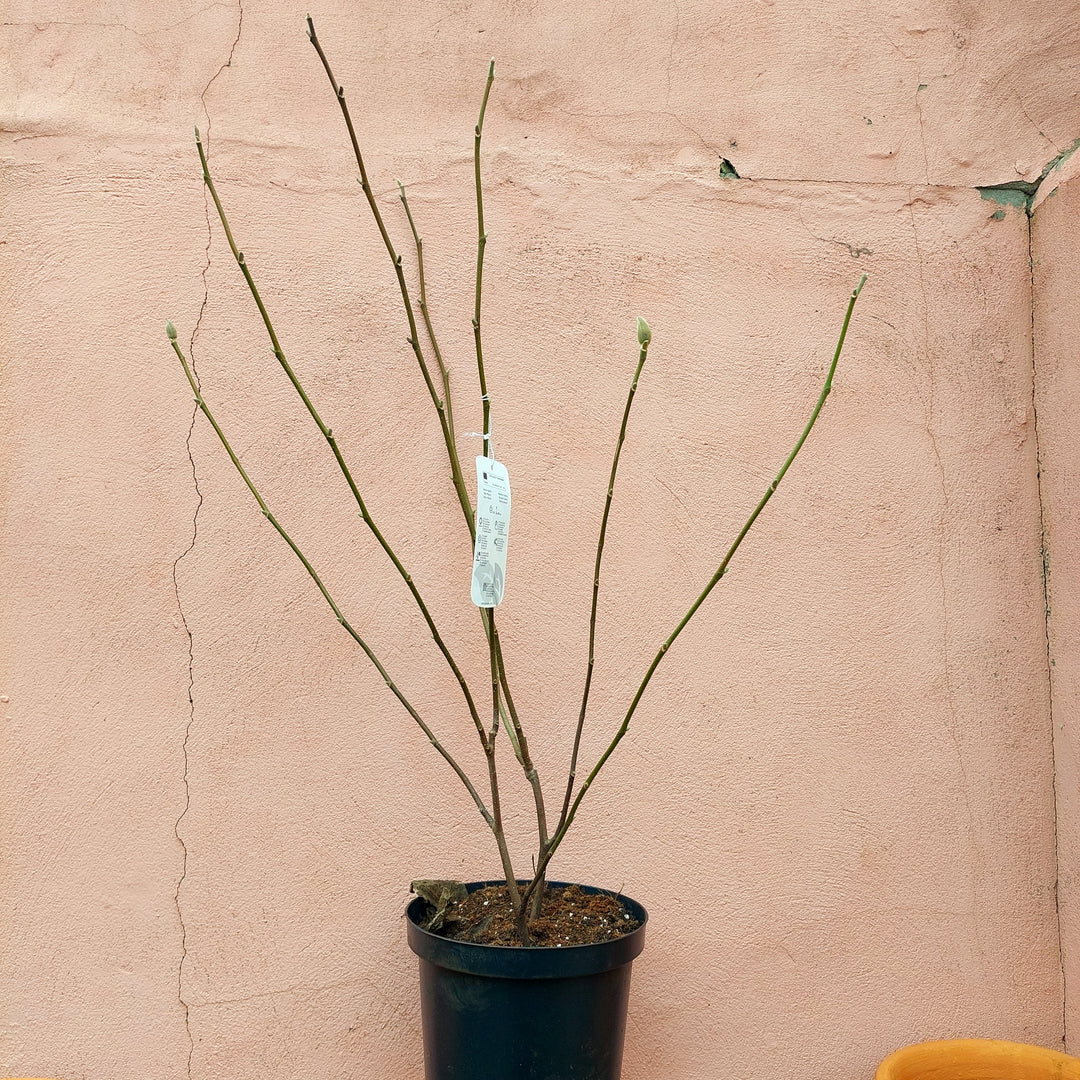 Magnolia Soulangeana