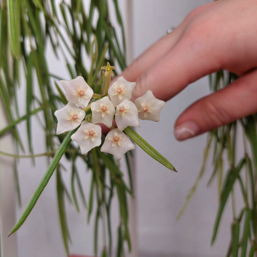 Hoya Linearis