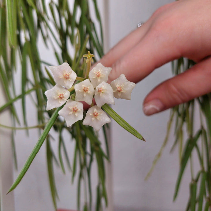 Hoya Linearis