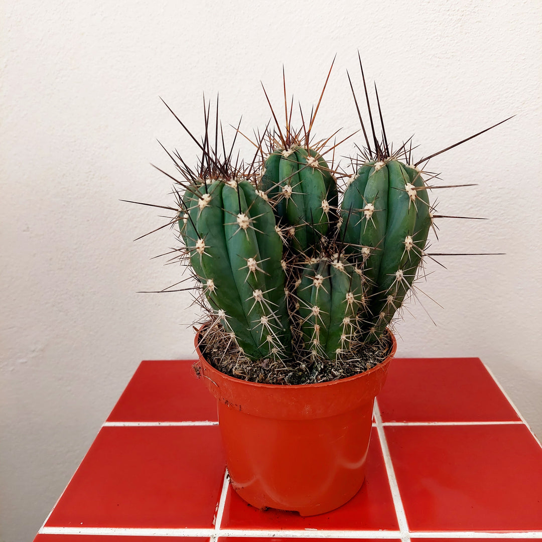 Stetsonia coryne (Toothpick Cactus)
