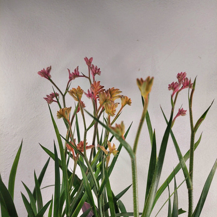 Anigozanthos - Kangaroo Paw