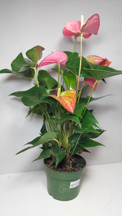 Anthurium Andreanum An Maine