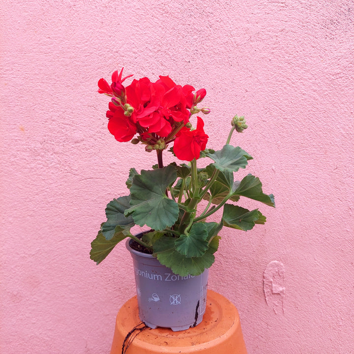 Pelargonium zonale lucky dip – Zonal Geranium