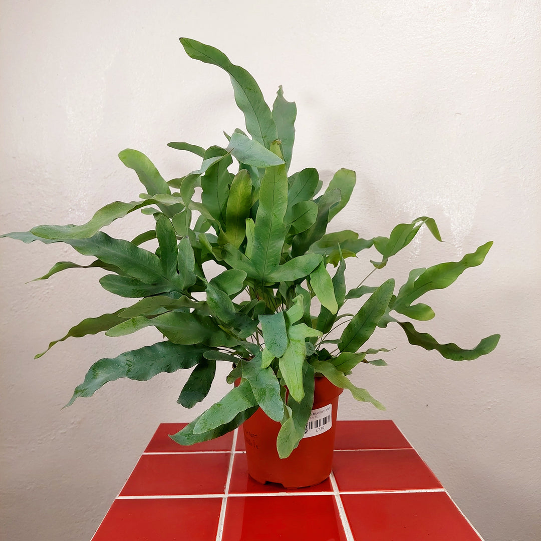 RESCUE Phlebodium Blue Star - Blue Star Fern